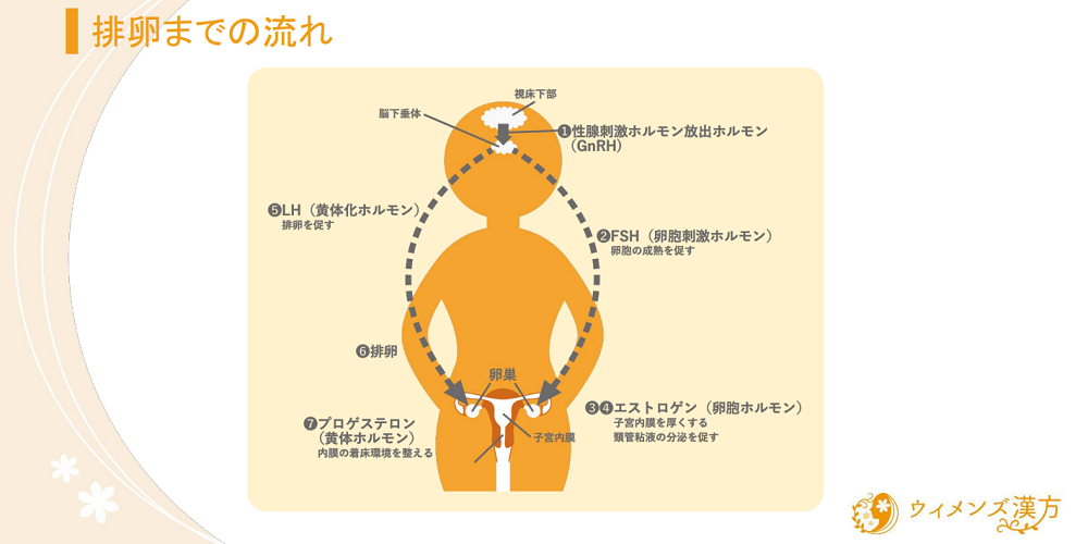 排卵までの流れ_住吉先生