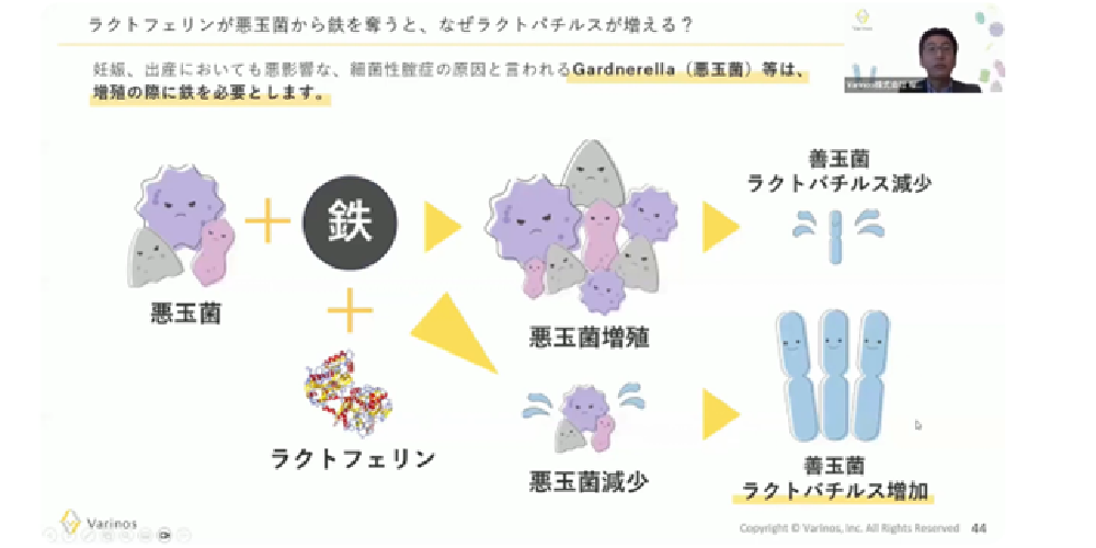 varinosラクトフェリンとの関係